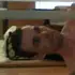 Астор из Печоры, мне 44, познакомлюсь для регулярного секса